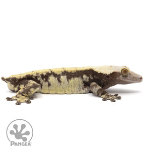 Cr-2108 facing right