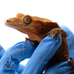 Male Red Phantom Crested Gecko Cr-2110
