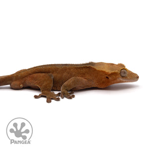 Cr-2110 facing right