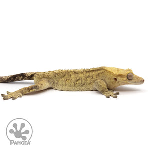 Cr-2111 facing right