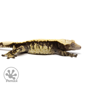 Cr-2117 facing right