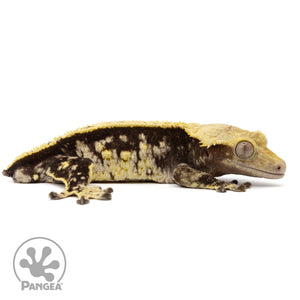 Cr-2142 facing right