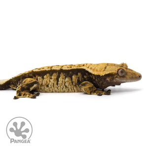 Cr-2146 facing right