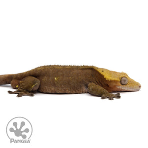 Cr-2152 facing right