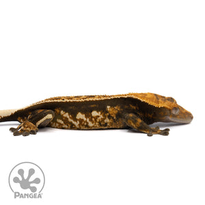 Cr-2165 facing right