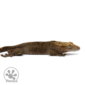 Cr-2206 facing right