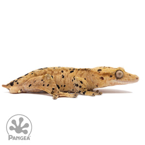 Cr-2207 facing right