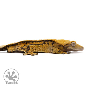 Cr-2214 facing right