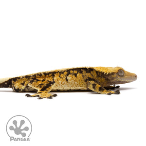 Cr-2218 facing right