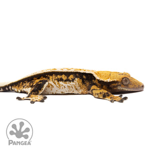 Cr-2219 facing right