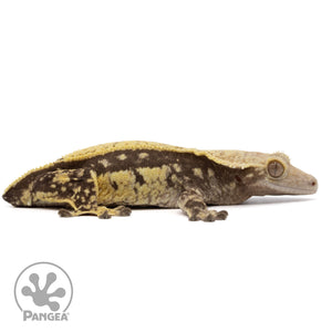 Cr-2221 facing right