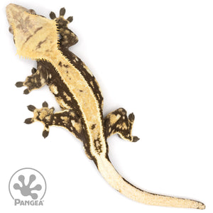 Male Pinstripe Crested Gecko Cr-1225 from above