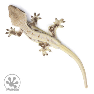 Male Lilly White Crested Gecko Cr-2242