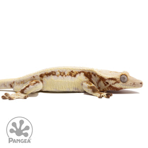 Cr-2246 facing right