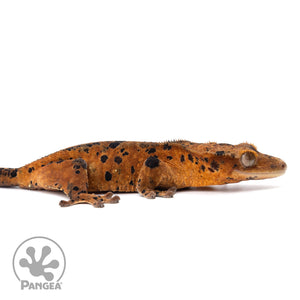 Cr-2252 facing right