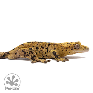 Cr-2253 facing right