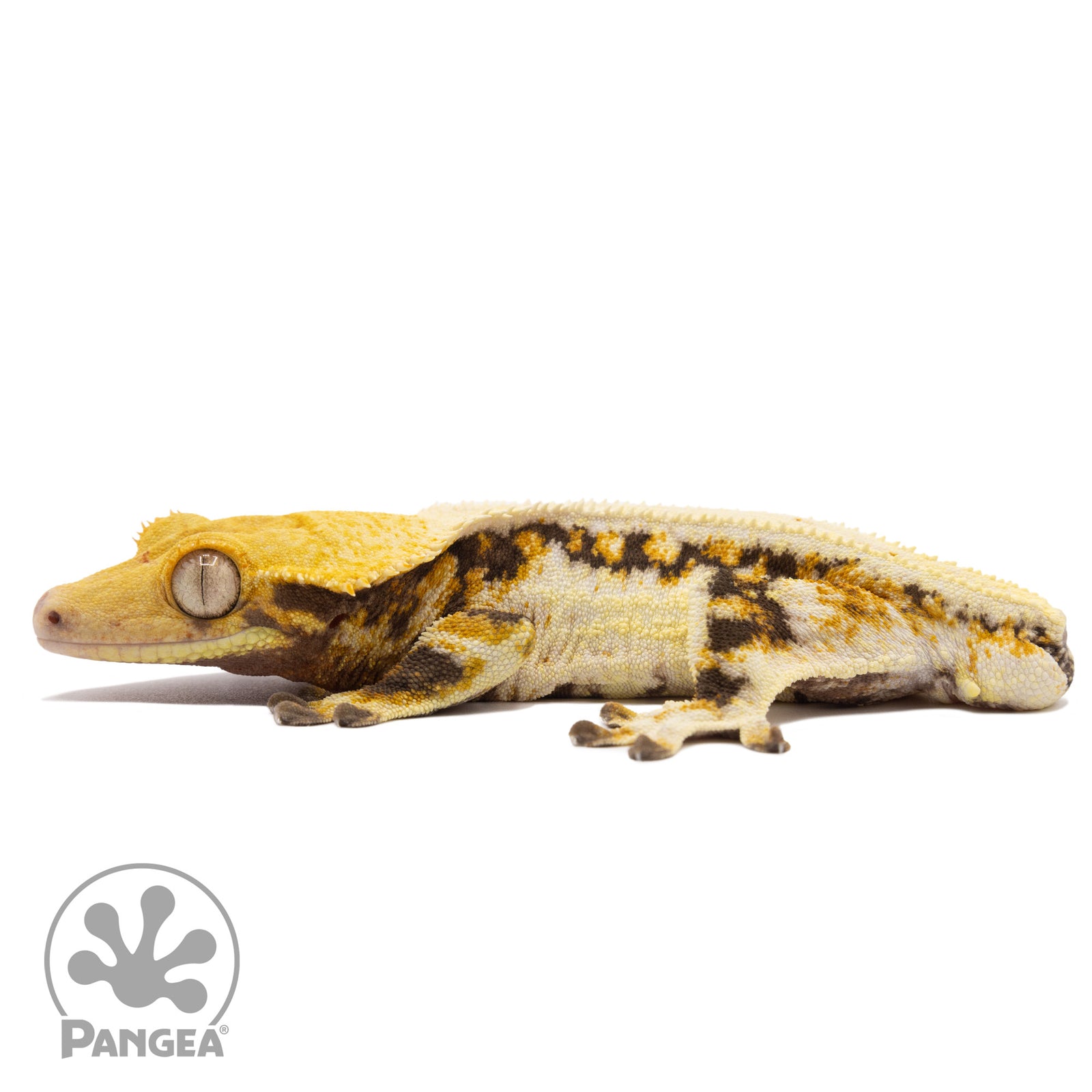 Male Tricolor Lilly White Crested Gecko Cr-2258