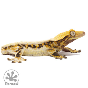 Male Tricolor Lilly White Crested Gecko Cr-2258