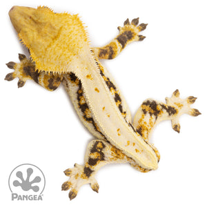 Male Tricolor Lilly White Crested Gecko Cr-2258