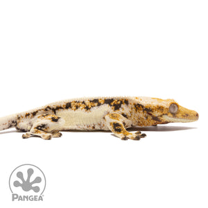 Cr-2259 facing right