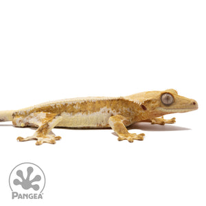 Cr-2265 facing right