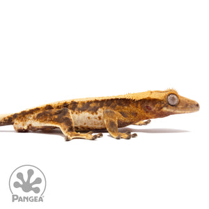 Cr-2268 facing right