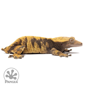 Cr-2277 facing right