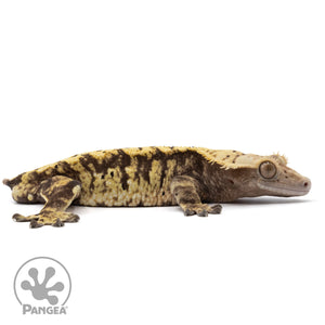 Cr-2280 facing right