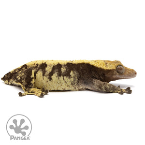 Cr-2290 facing right