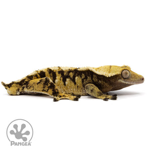 Cr-2294 facing right