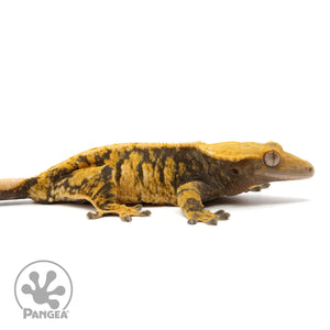 Cr-2295 facing right