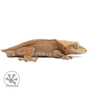 Cr-2307 facing right