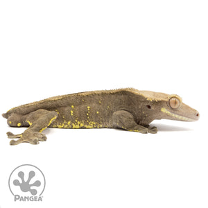 Cr-2312 facing right