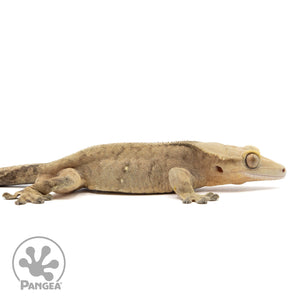 Cr-2313 facing right