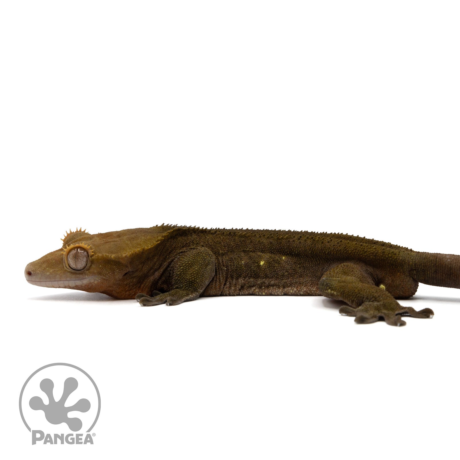 Cr-2314 facing right