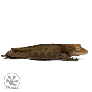 Cr-2325 facing right