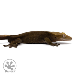 Cr-2326 facing right