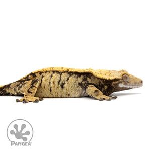 Cr-2335 facing right