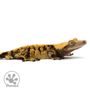 Cr-2339 facing right