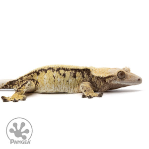 Cr-2347 facing right