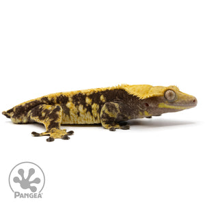 Cr-2349 facing right