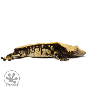 Cr-2350 facing right