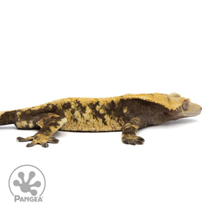 Cr-2351 facing right