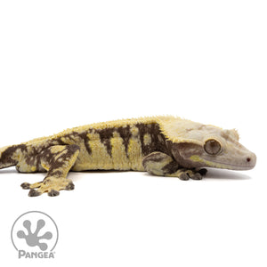 Cr-2353 facing right