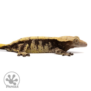 Female Extreme Harlequin Crested Gecko Cr-2355