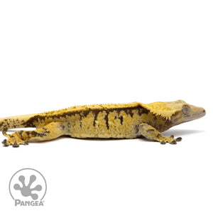 Cr-2356 facing right