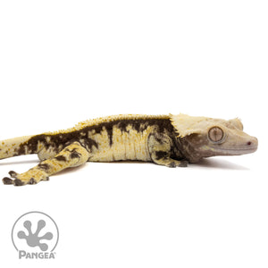 Cr-2357 facing right