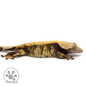 Cr-2360 facing right