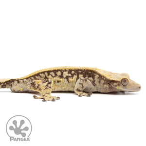 Cr-2392 facing right