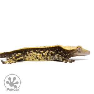 Cr-2393 facing right